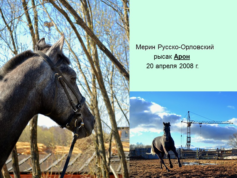 Мерин Русско-Орловский            